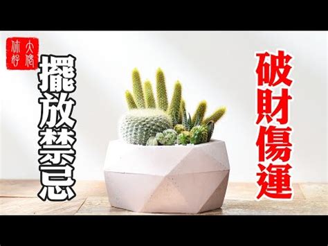 仙人掌 辦公室|辦公室仙人掌擺放指南：破解防小人迷思，打造職場好運 